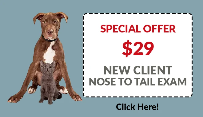 Special Offer! $29 New Patient Nose To Tail Exam. Click Here!