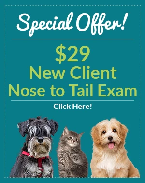 Special Offer - $29 New Patient Nose to Tail Exam - Click Here